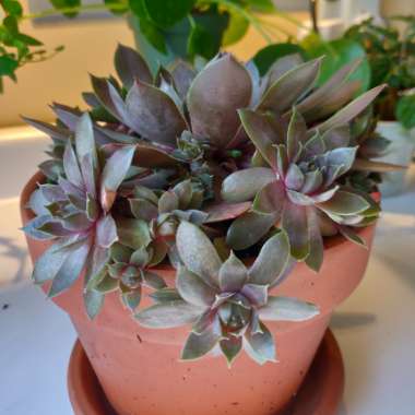 Hen and Chicks