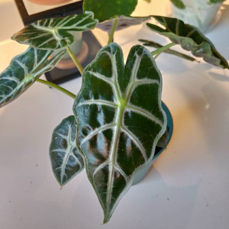 plant image 1091772