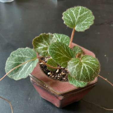 Strawberry Saxifrage