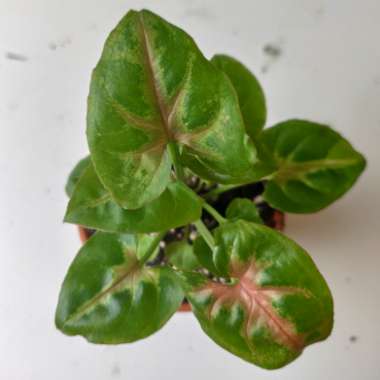 Arrowhead Vine 'Strawberry'