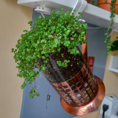 Artillery Plant 'Baby Tears'
