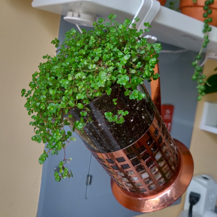 Plant image Pilea Depressa 'Baby Tears'