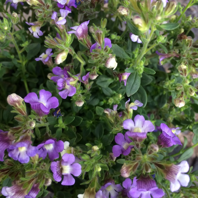 plant image 455007