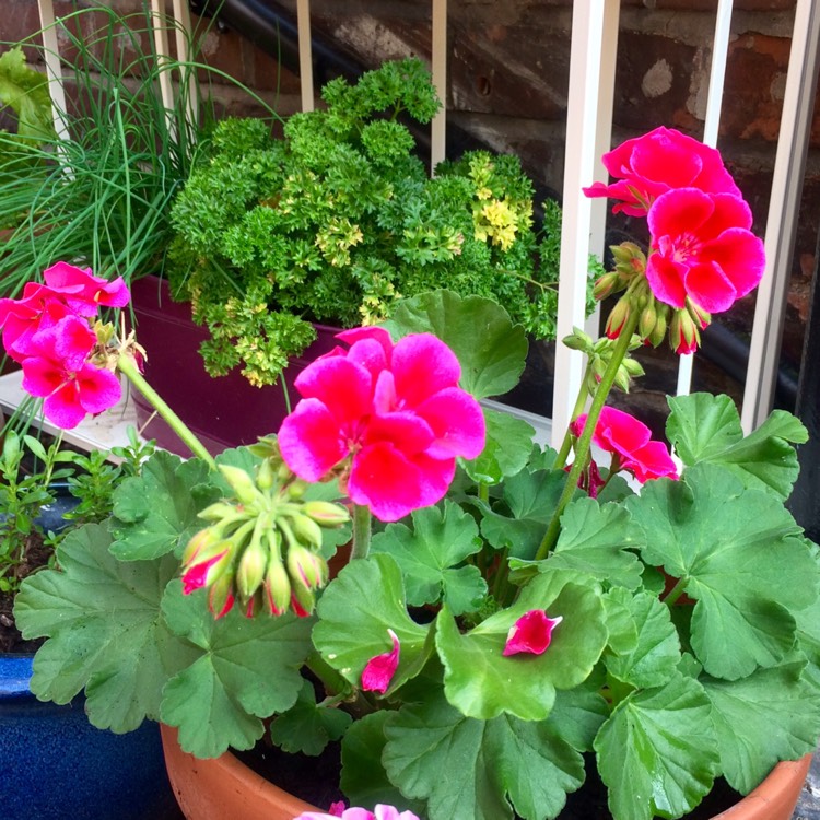 plant image 455236