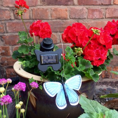 Pelargonium