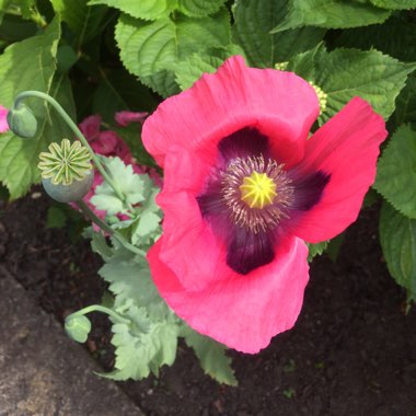 Poppy