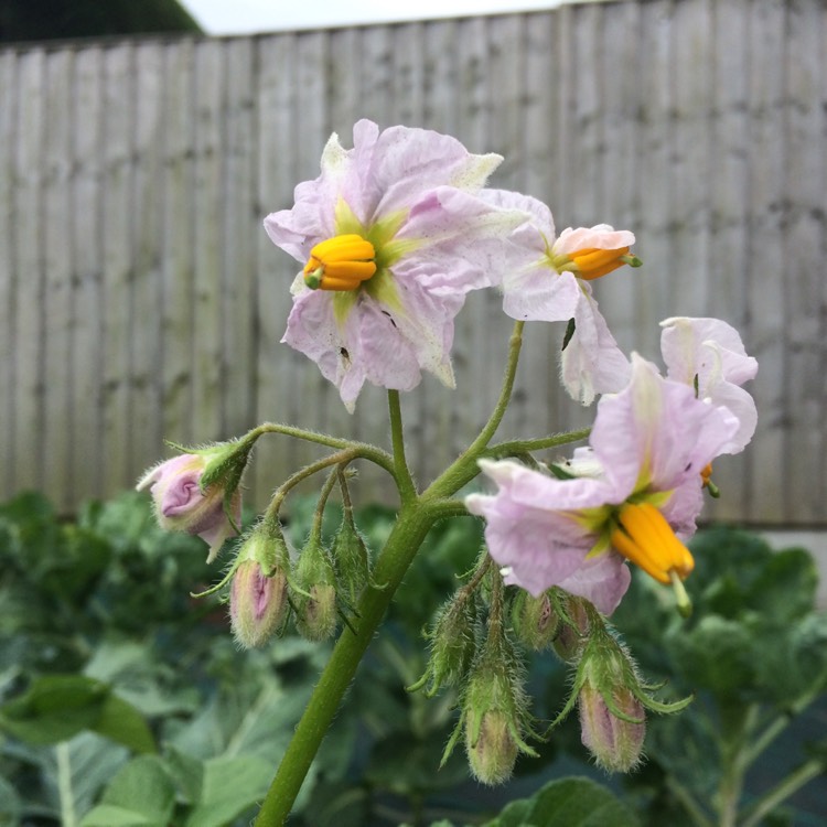 plant image 459227