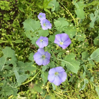 Cranesbill (Geranium)