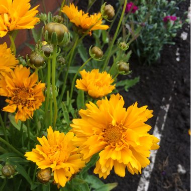 Tickseed 'Early Sunrise'