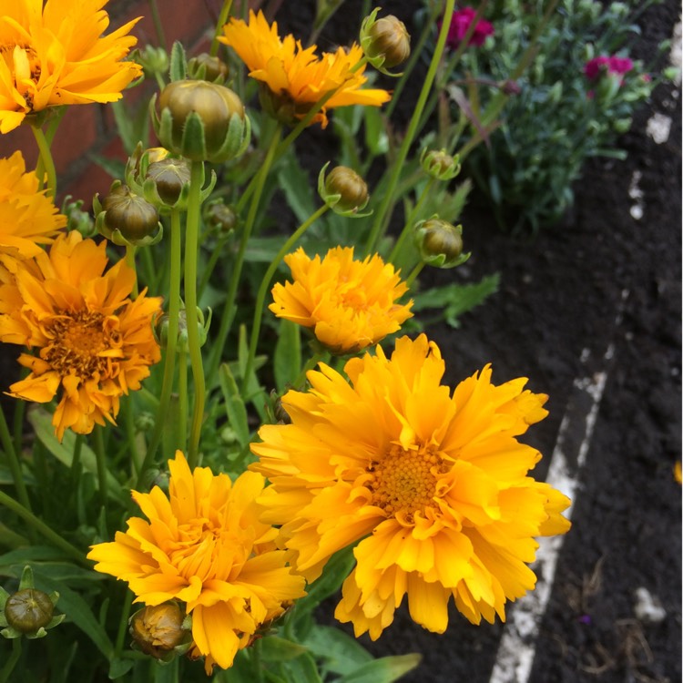 plant image 465437