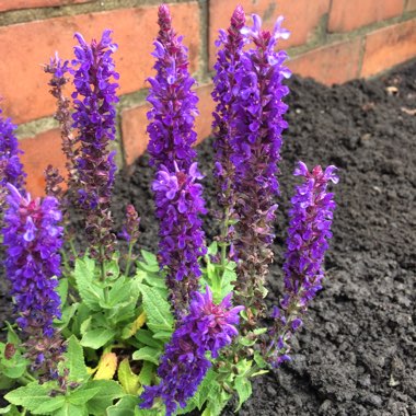 Balkan Clary Sage 'Sensation Deep Blue'