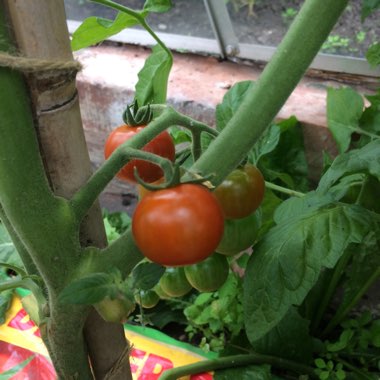 Tomato