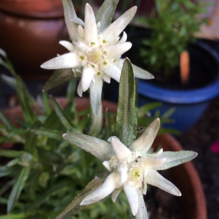 Plant image Leontopodium alpinum