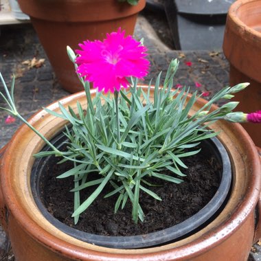 Pink 'Neon Star'