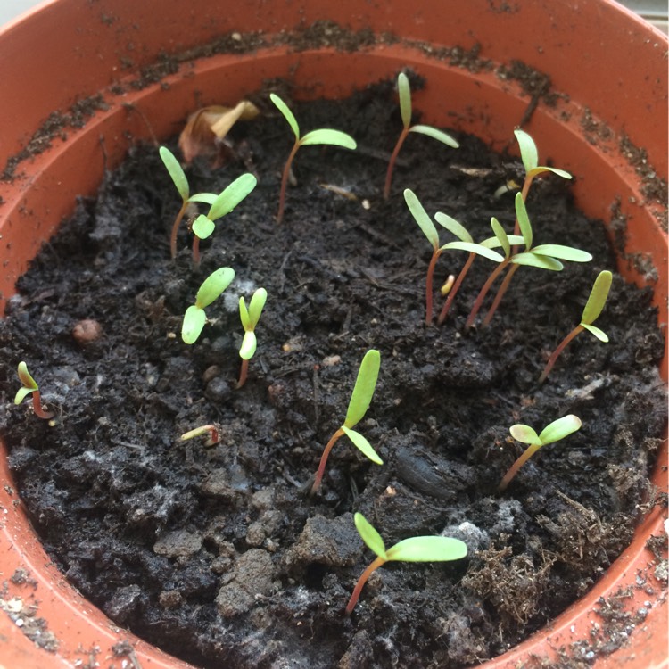 plant image 311603
