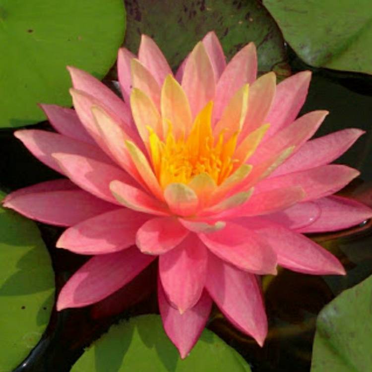 Plant image Nymphaea 'Xiafei'