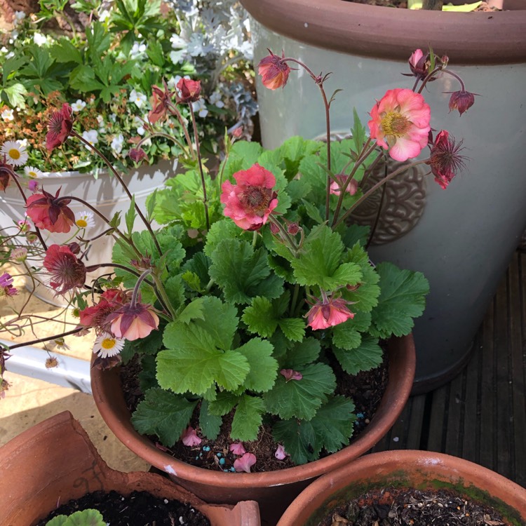 Plant image Geum 'Pink Petticoats'