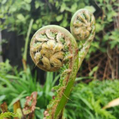 Dicksonia antarctica