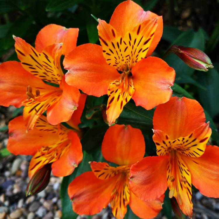 plant image 1061739 plant image 1061739