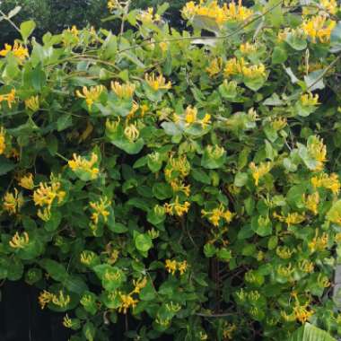 Lonicera x tellmanniana