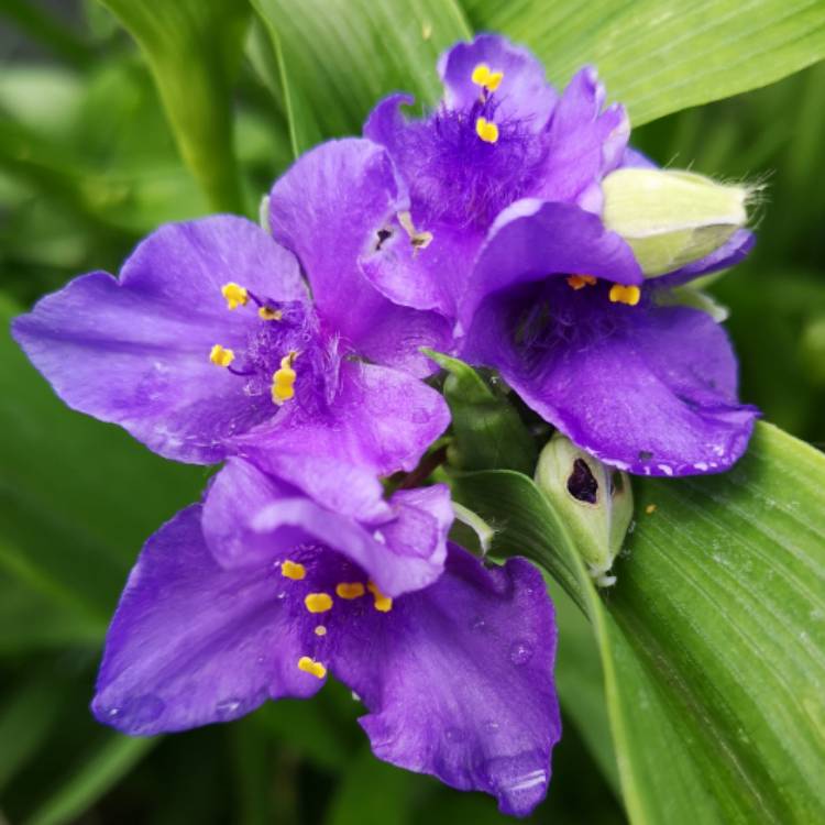 plant image 1071334 plant image 1071334