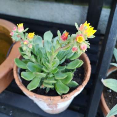 Echeveria