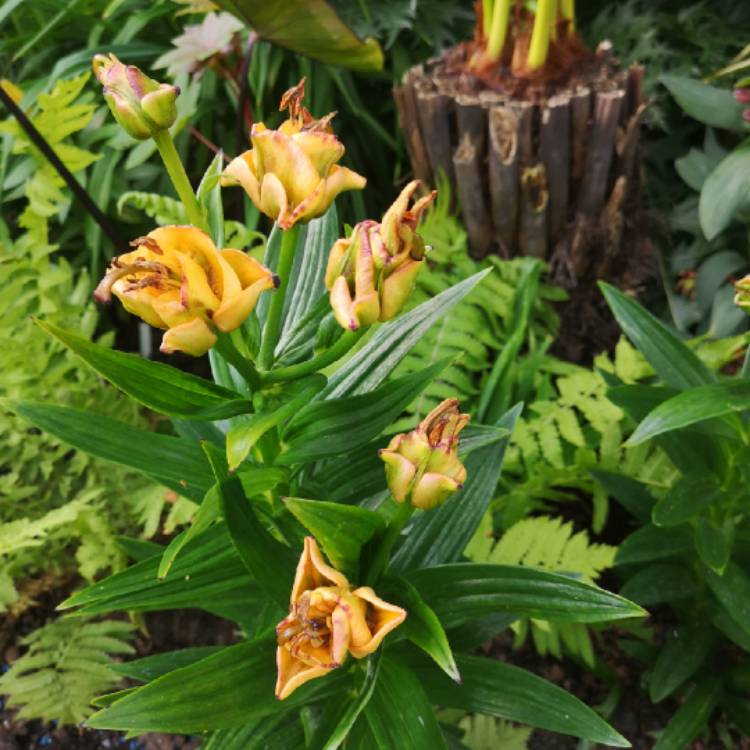 plant image 1088641 plant image 1088641