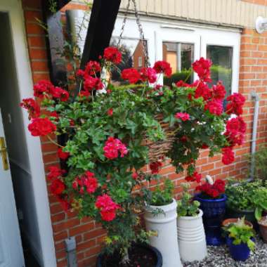 Pelargonium