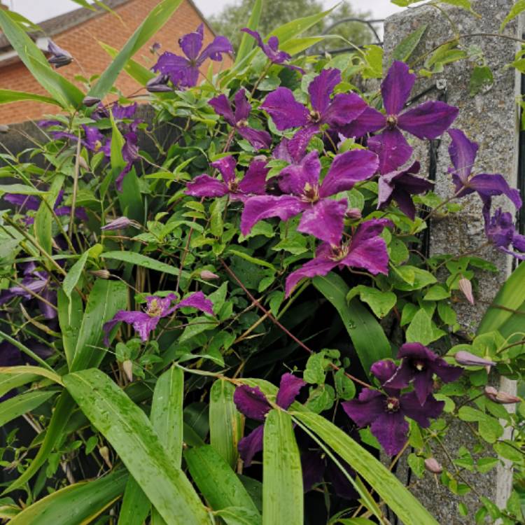 plant image 1119104 plant image 1119104