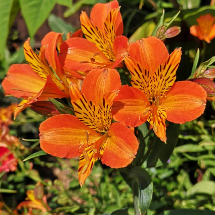 plant image 1119695 plant image 1119695