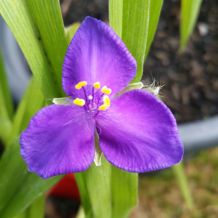 plant image 112170 plant image 112170