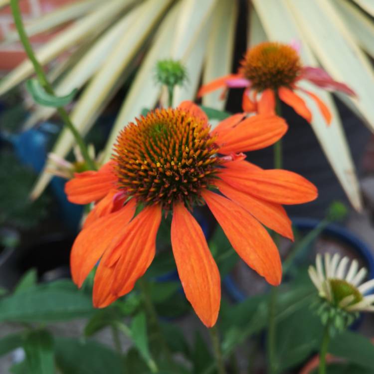 plant image 1130971