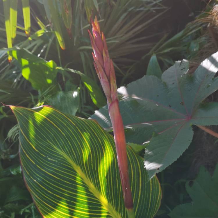 plant image 1145071