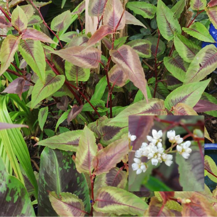 plant image 1145077 plant image 1145077