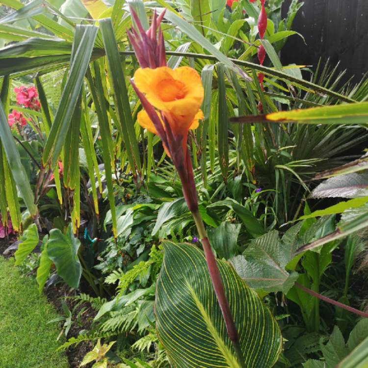 plant image 1151587