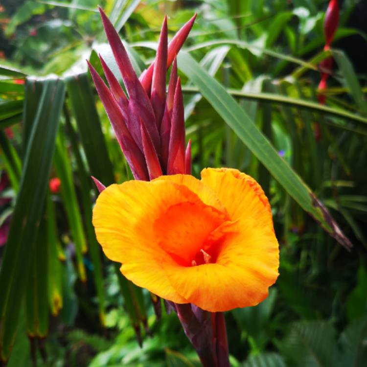 plant image 1151591