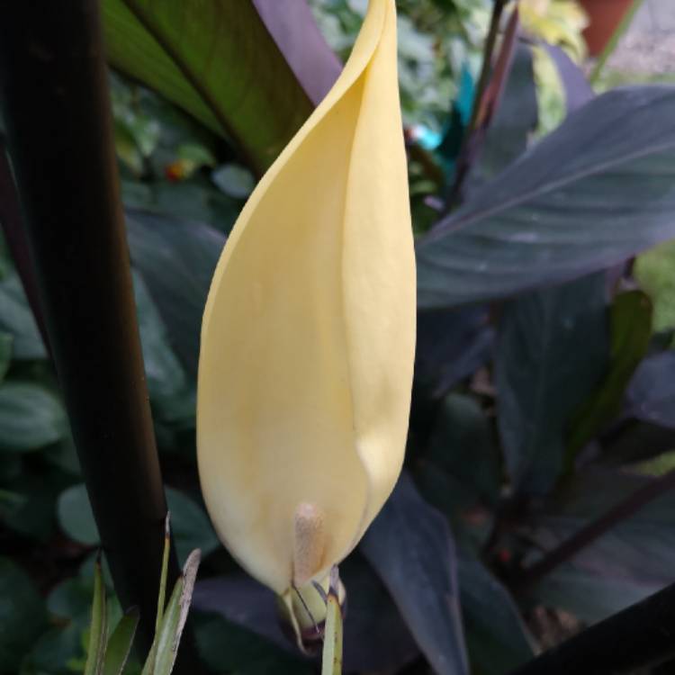 plant image 1159464 plant image 1159464