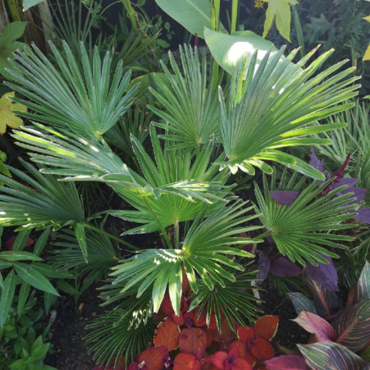 plant image 1165351 plant image 1165351