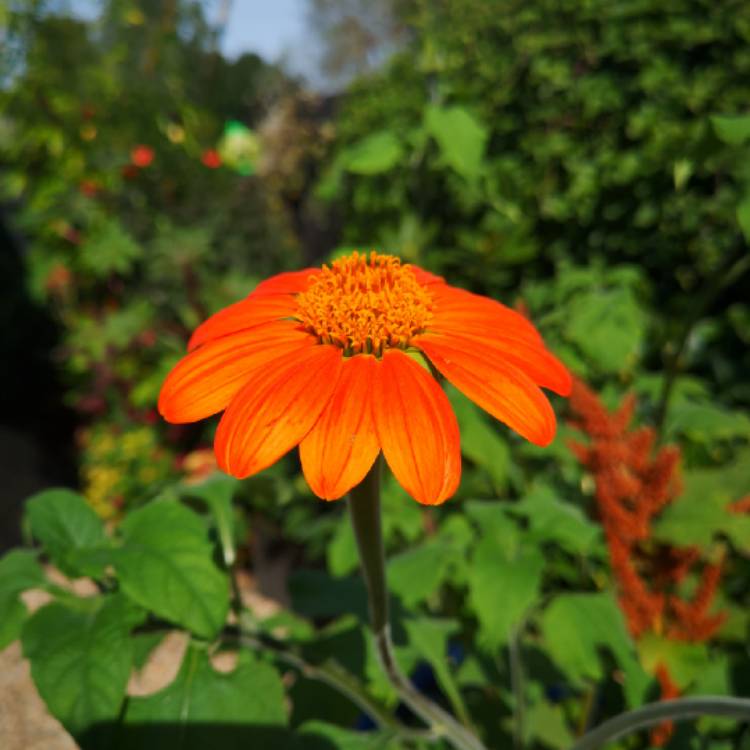 plant image 1166056 plant image 1166056