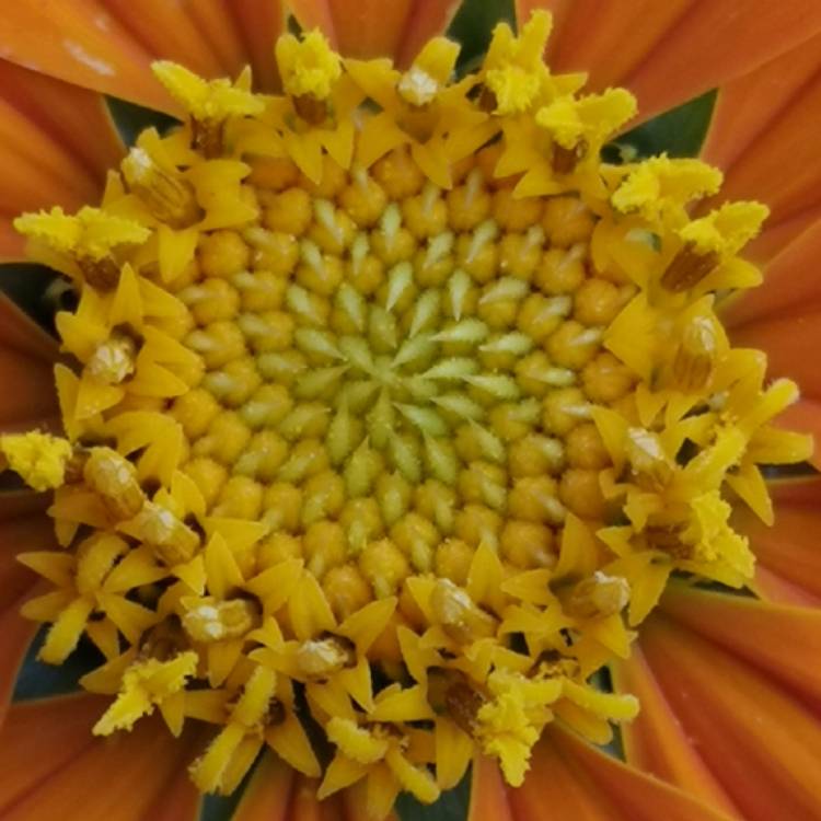 plant image 1170784 plant image 1170784