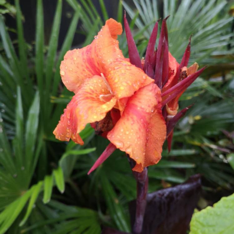 plant image 1184657