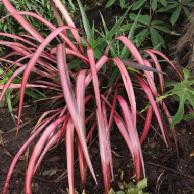Phormium Cookianum 'Crimson Devil'
