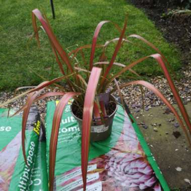 Phormium 'Jester'