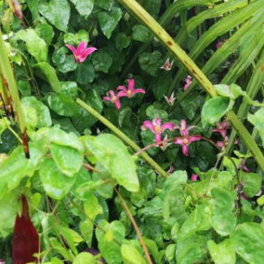 Clematis 'Princess Diana'