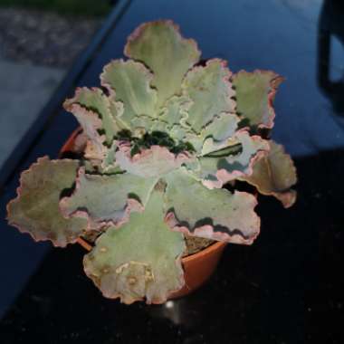 Echeveria Shaviana