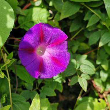 Ipomoea purpurea 'Grandpa Ott'