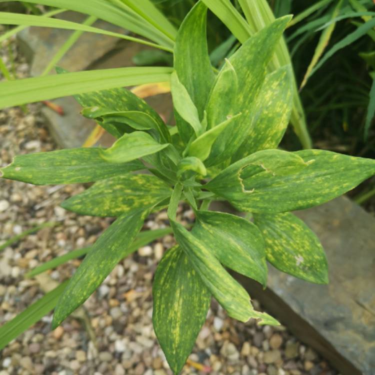 plant image 1355874 plant image 1355874
