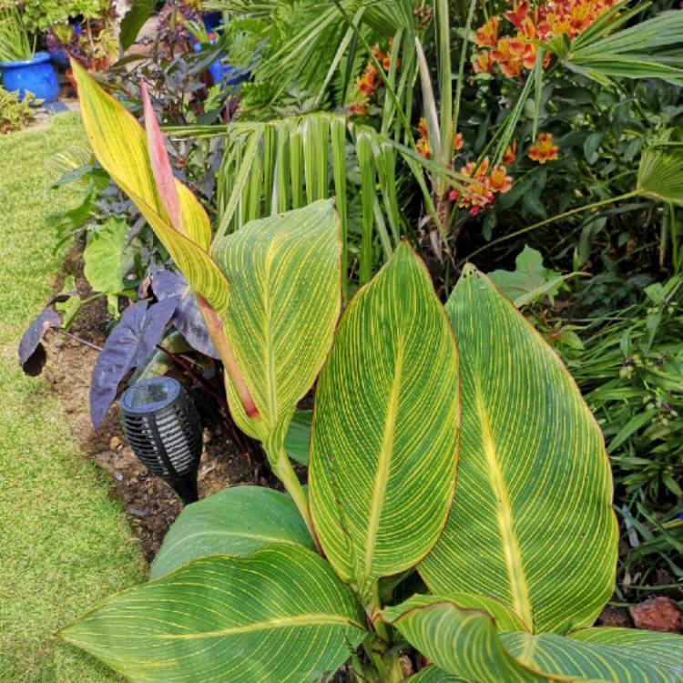 plant image 1359502
