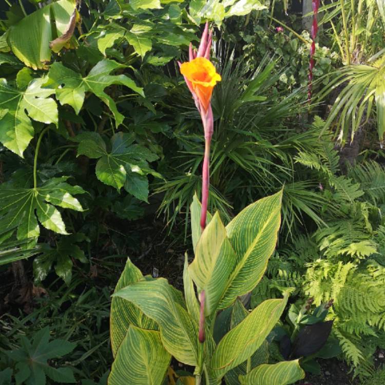 plant image 1367156