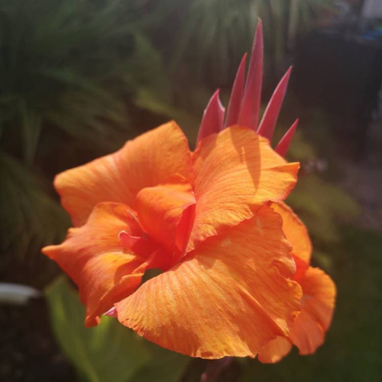 plant image 1368073